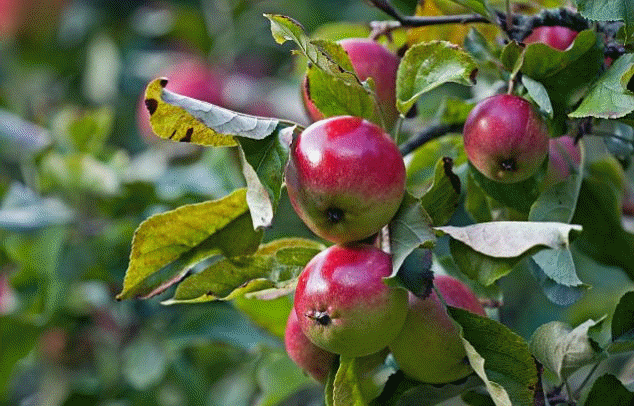 Ethylene induces fruit ripening