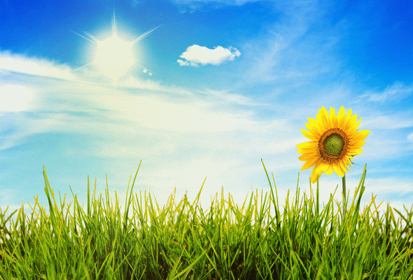 Plant Biological Clocks