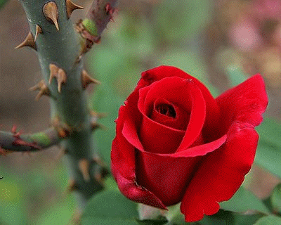 The thorns on the stem of this rose plant