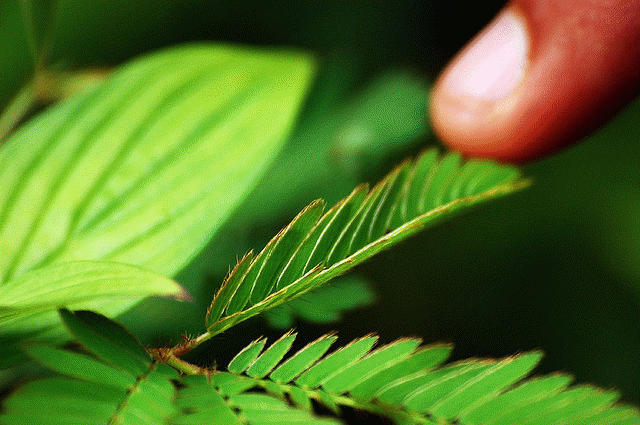 Plant response towards stimuli