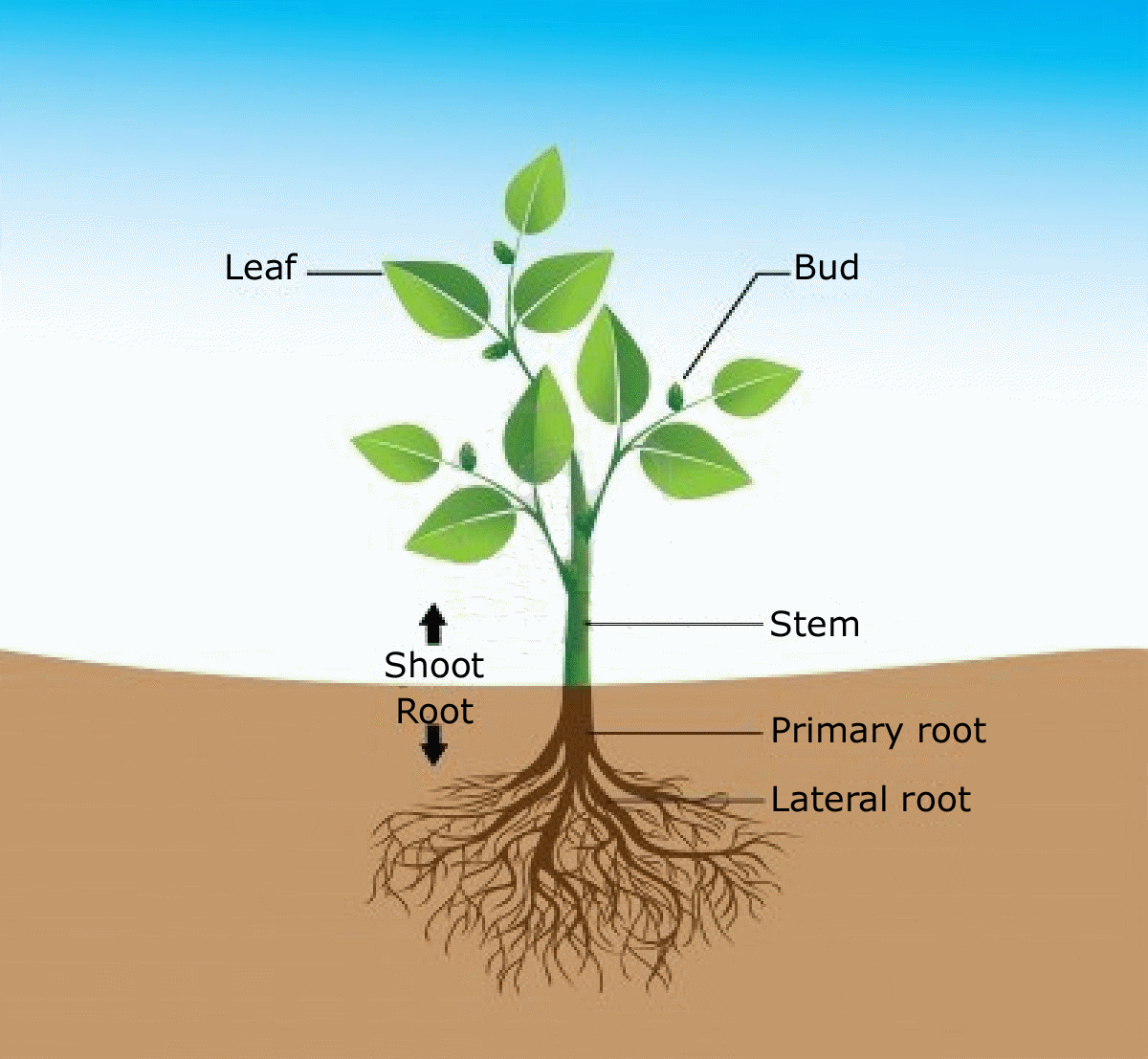 Basic plant structure