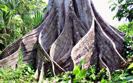 Buttress roots 