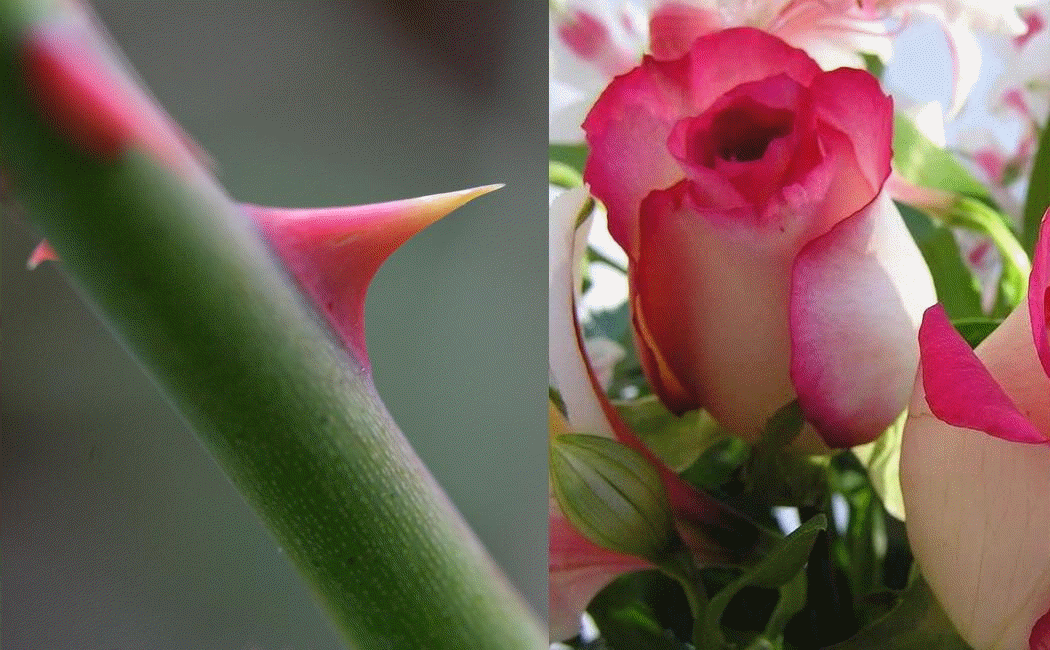 Protective spines often occur as stem outgrowths (rose).
