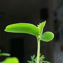 The shoot of a cucumber.