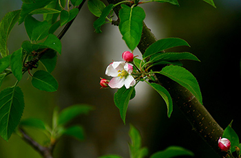 Leaf and flower