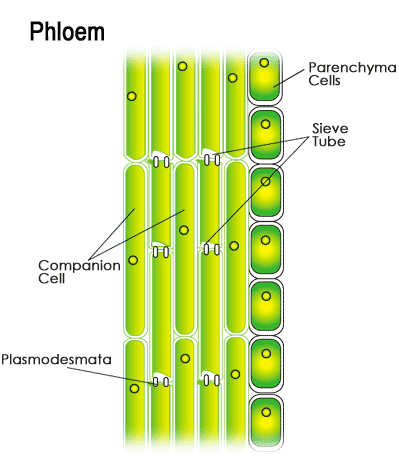 Phloem cells carries sugars to all parts of the plant body.