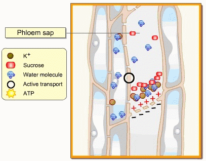 Phloem loading and unloading of sucrose