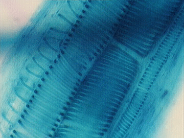 Vascular tissues 