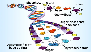 Sugar phosphate backbone in DNA