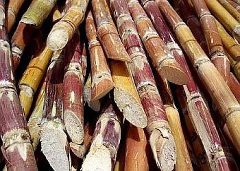 Sugarcane in production of bio fuel