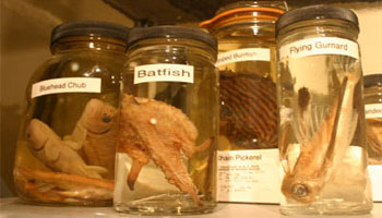 Formalin(40%) solution used to preserve biological specimens.
