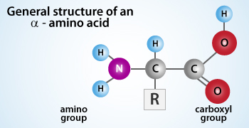 Being the only variant, the side chain determines the chemical properties of an amino acid.
