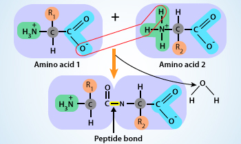 The -CO-NH- (amide) linkage