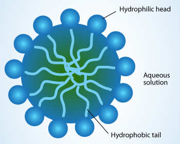 A Micelle structure with hydrophilic head and hydrophobic tail.