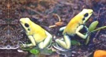 Columbian poison dart frogs