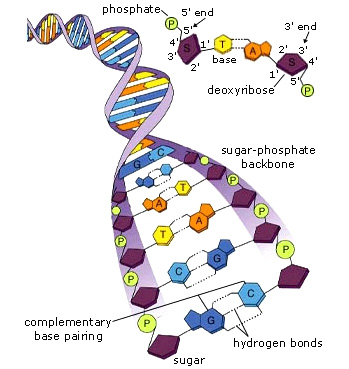 DNA is a polymer of nucleotides