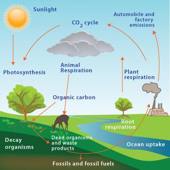 Biogeochemical cycle