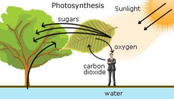 Oxygen cycle