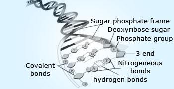 Hydrogen bonding in DNA