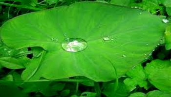 Adhesive forces between water molecule and leaf