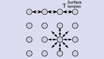 Cohesive forces between water molecules