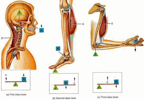 All types of levers present in the human body