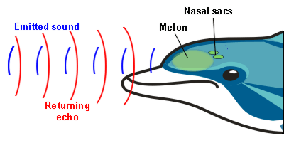 Dolphins have a very complicated echolocation apparatus