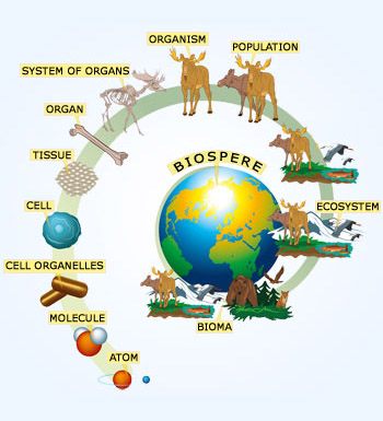 12 levels of biological organization