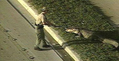 Alligator's Movements