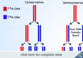 The Meselson-Stahl experiment