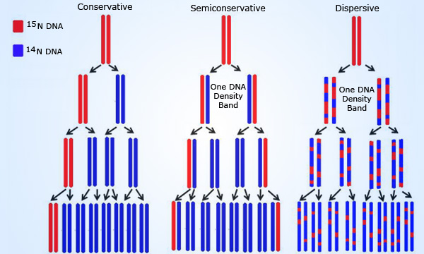 The Meselson-Stahl experiment