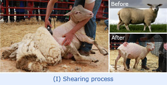 Wool Treating Wool processing