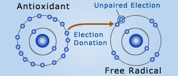 Free radical theory of aging
