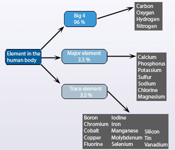 Elements in the Human Body