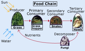 Food chain