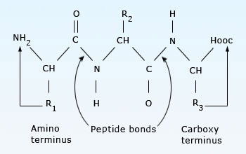 peptide.img96