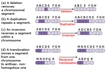 Structural alterations in chromosomes.
