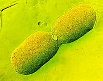 Cell division in E.coli