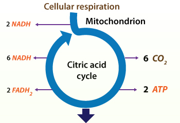 Cellular respiration- Citric acid cycle