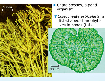 Charophytes