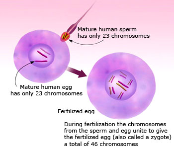 Formation of zygote by fertilization