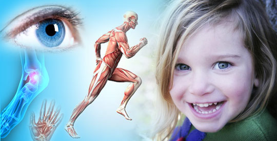 Amazing facts of human muscular system