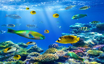 Thanks to hydrogen bond which made marine life possible